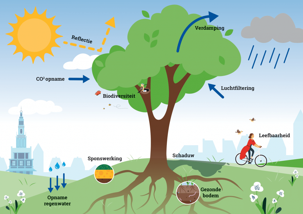 Een getekende boom waarbij de verschillende functies van een boom worden genoemd, zoals schaduw, gezonde bodem, CO2-opname en biodiversiteit.