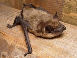 Laatvlieger vleermuis op hout
