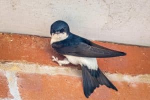 Huiszwaluw op muur