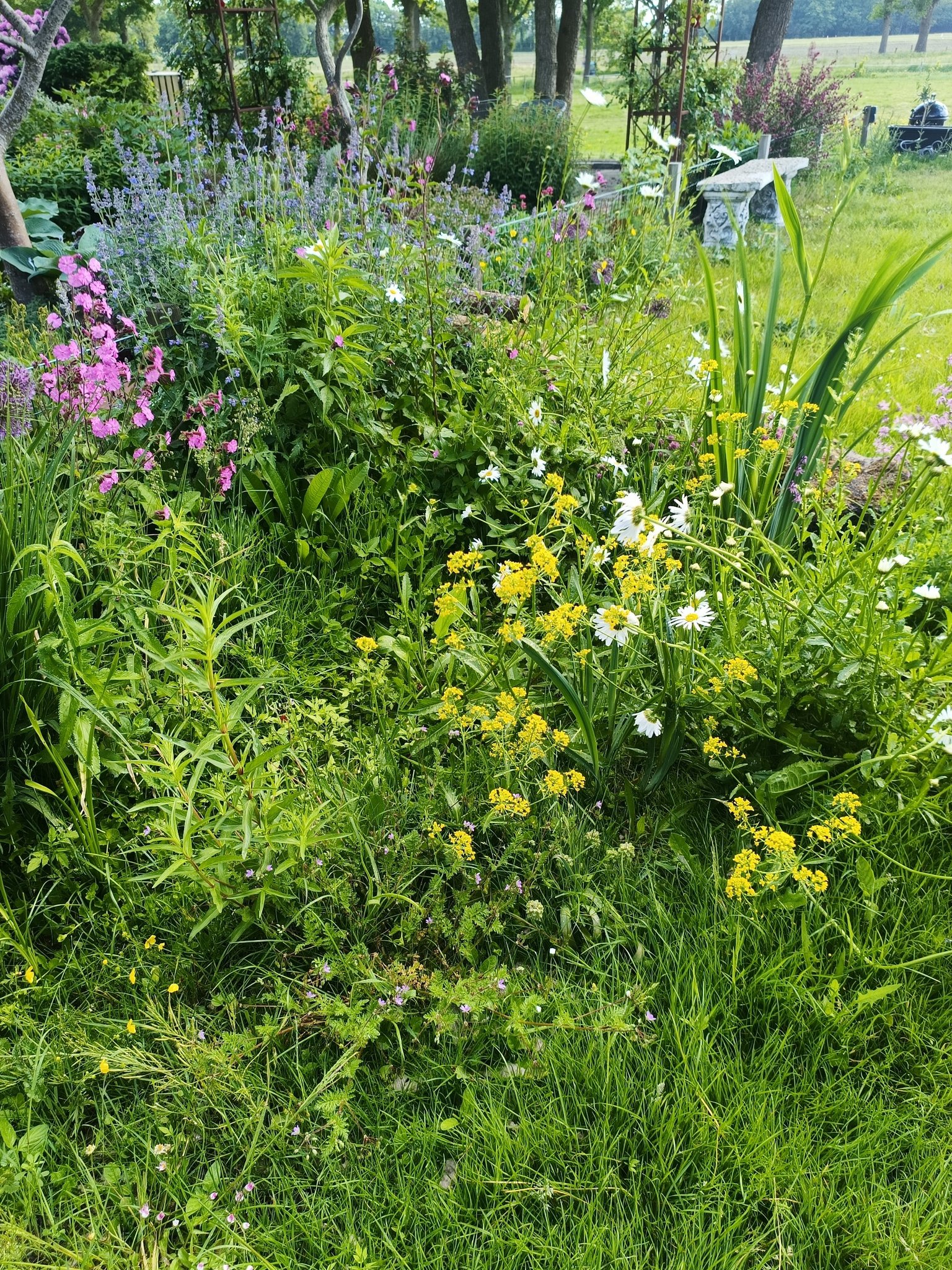 Grasveld met een wadi die volstaat met bloemen. 