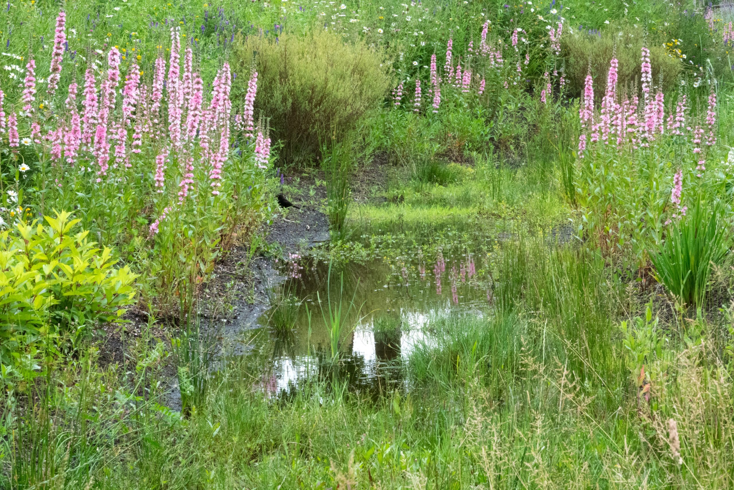 Grote wadi, deels gevuld met water, langs de randen beplanting en bloemen. 