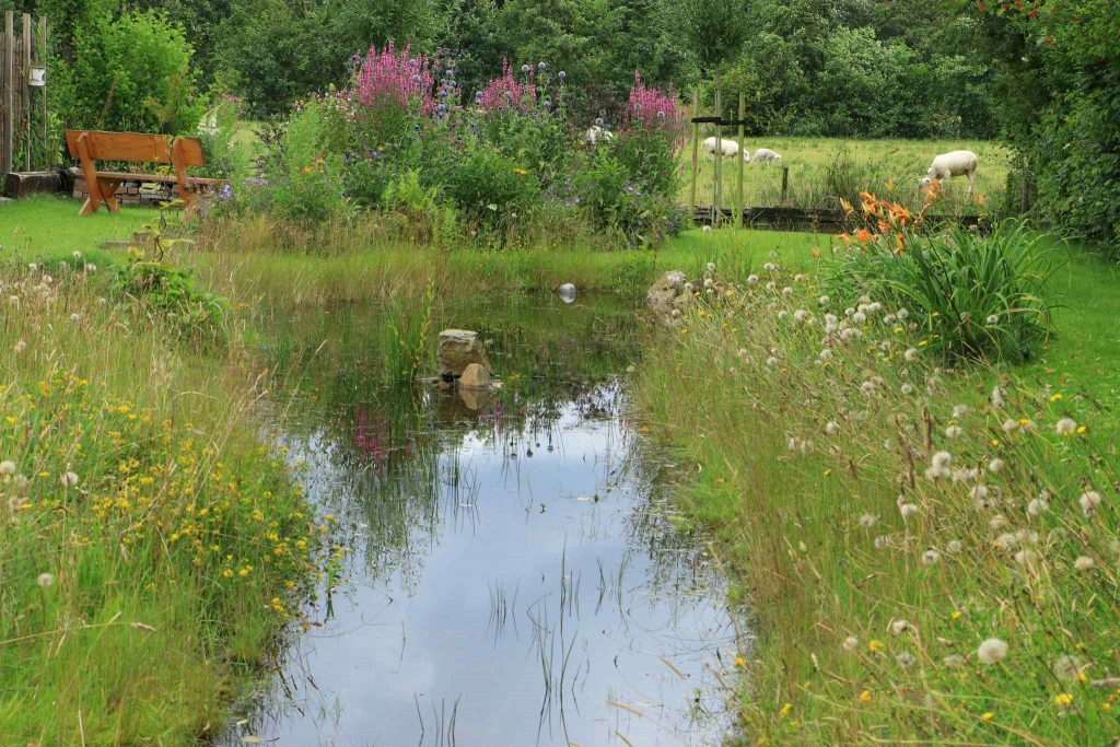 Wadi in een tuin met gras, volgelopen met water, bloem ernaast. 