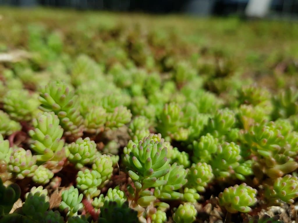 Groene sedum plantjes op een plat dak van heel dichtbij. 